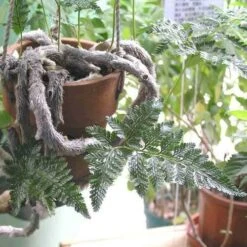 Humata - Rabbit's Foot Fern 19 Humata - Rabbit's Foot Fern -Felco Shop humata tyermanni flickr nhq 500