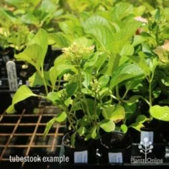 Hydrangea White -Felco Shop hydrangea amethyst tube 6