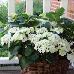 Hydrangea White -Felco Shop hydrangea basket 1 1