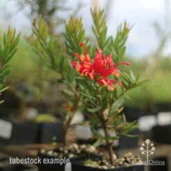 Grevillea Knockout -Felco Shop knockout grevillea tubestock