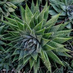 Aloe Aristata - Lace Aloe - Succulent -Felco Shop lace aloe cluster