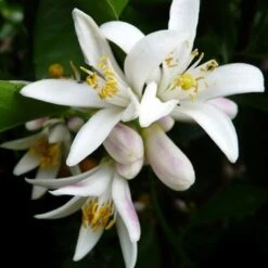 Citrus - Lemon Lisbon -Felco Shop lemon flower 500 1