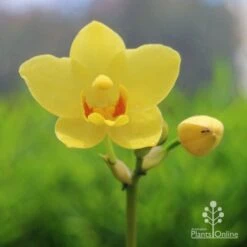 Spathoglottis Lemon Kiss - Native Orchid -Felco Shop lemon kiss native orchid