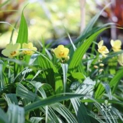 Spathoglottis Lemon Kiss - Native Orchid -Felco Shop lemon kiss orchid plants