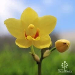 Spathoglottis Lemon Kiss - Native Orchid -Felco Shop lemon kiss yellow orchid
