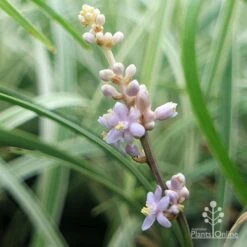 Liriope Silverlawn -Felco Shop liriope silverlawn flower