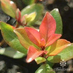 Metrosideros Little Ewan - Dwarf NZ Christmas Bush 19 Metrosideros Little Ewan - Dwarf NZ Christmas Bush -Felco Shop little ewan new leaf colour