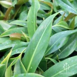 Philodendron Little Phil -Felco Shop little phil leaf