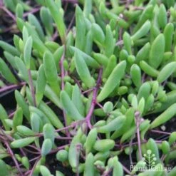 Othonna Ruby Necklace - Little Pickles - Succulent -Felco Shop little pickles red stems close 500
