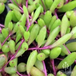 Othonna Ruby Necklace - Little Pickles - Succulent -Felco Shop little pickles ruby necklace