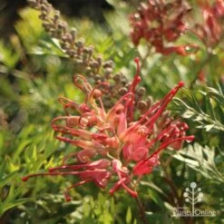 Grevillea Little Robyn -Felco Shop little robyn flower side 500