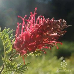Grevillea Little Robyn -Felco Shop little robyn grevillea backlit