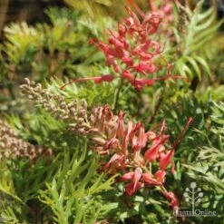 Grevillea Little Robyn -Felco Shop little robyn tubestock flowering