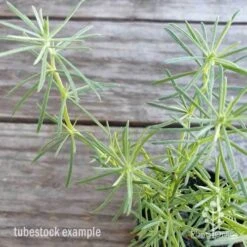 Lotus Red Flash - Parrot's Beak 14 Lotus Red Flash - Parrot's Beak -Felco Shop lotus red flash