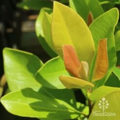 Tristaniopsis Luscious - Water Gum 32 Tristaniopsis Luscious - Water Gum -Felco Shop luscious new leaves