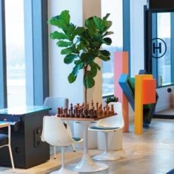 Ficus Lyrata - Fiddle Leaf Fig -Felco Shop lyrata chessboard