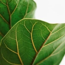 Ficus Lyrata Bambino - Fiddle Leaf Fig -Felco Shop lyrata leaf closeup