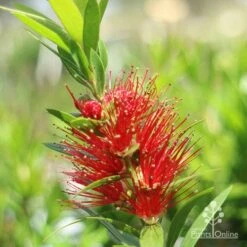Callistemon Macarthur -Felco Shop macarthur flower closeup