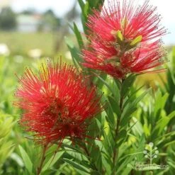 Callistemon Macarthur -Felco Shop macarthur flowers tunestock