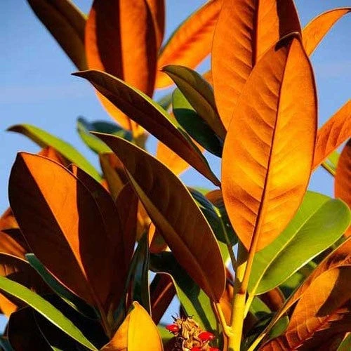 Magnolia Little Gem 3 Magnolia Little Gem - Image 3