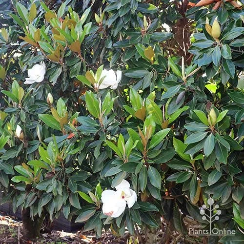 Magnolia Little Gem 1 Magnolia Little Gem