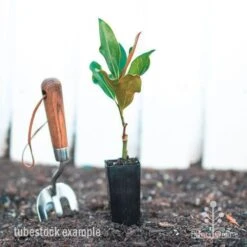 Magnolia Little Gem 15 Magnolia Little Gem -Felco Shop magnolia little gem tube