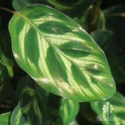 Calathea Makoyana - Peacock Plant -Felco Shop makoyana gold