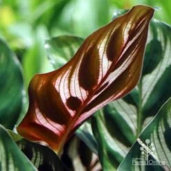 Calathea Makoyana - Peacock Plant -Felco Shop makoyana leaf