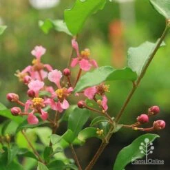 Malpighia Pixie - Acerola -Felco Shop malpighia pixie flowers