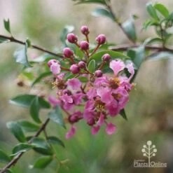 Malpighia Pixie - Acerola -Felco Shop malpighia pixie nursery