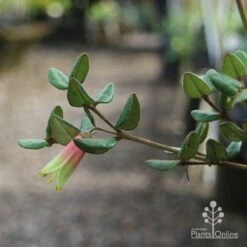 Correa Marian's Marvel -Felco Shop marian img 0924