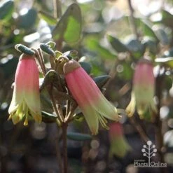 Correa Marian's Marvel -Felco Shop marian marvel flowers