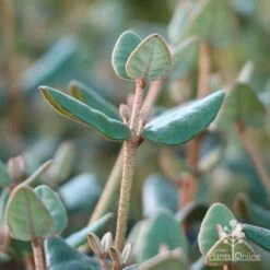 Correa Marian's Marvel -Felco Shop marians marvel foliage 1