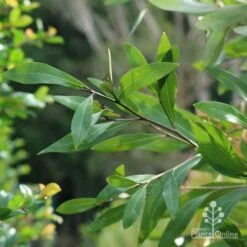 Grevillea Orange Marmalade -Felco Shop marmalade foliage