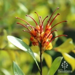 Grevillea Orange Marmalade -Felco Shop marmalade grevillea