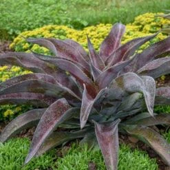 Mangave Mission To Mars - Succulent