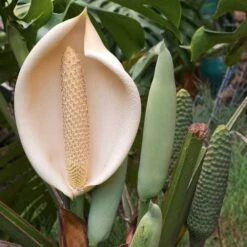 Monstera Deliciosa - Fruit Salad Plant, Swiss Cheese -Felco Shop monstera flowers and fruit 500