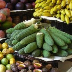 Monstera Deliciosa - Fruit Salad Plant, Swiss Cheese -Felco Shop monstera fruit