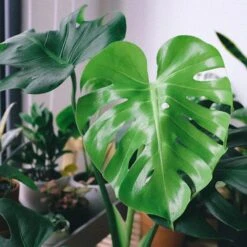 Monstera Deliciosa - Fruit Salad Plant, Swiss Cheese -Felco Shop monstera leaf perfect