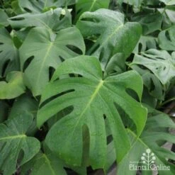 Monstera Deliciosa - Fruit Salad Plant, Swiss Cheese -Felco Shop monstera plants 1