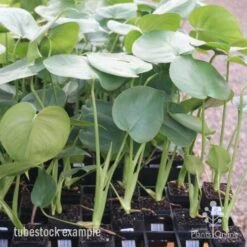 Monstera Deliciosa - Fruit Salad Plant, Swiss Cheese -Felco Shop monstera tubes