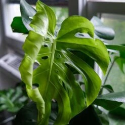 Monstera Deliciosa - Fruit Salad Plant, Swiss Cheese -Felco Shop monstera new leaf unfurling