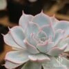 Echeveria Morning Beauty - Succulent