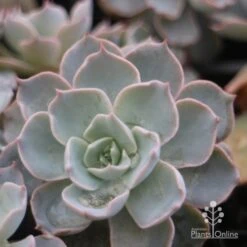 Echeveria Morning Beauty - Succulent -Felco Shop morning beauty leaf 500