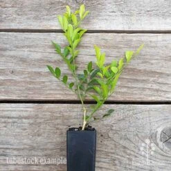 Murraya Sweet Privacy -Felco Shop murraya sweet privacy 1