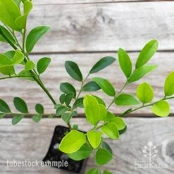 Murraya Sweet Privacy -Felco Shop murraya sweet privacy 2