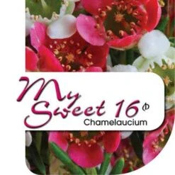 Chamelaucium MY SWEET 16™ - Waxflower 13 Chamelaucium MY SWEET 16™ - Waxflower -Felco Shop my sweet 16 label