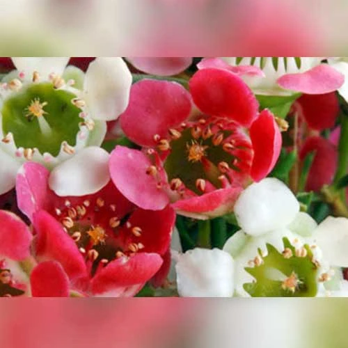 Chamelaucium MY SWEET 16™ - Waxflower 2 Chamelaucium MY SWEET 16™ - Waxflower - Image 2