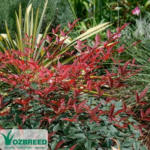 Nandina FLIRT 1 Nandina FLIRT
