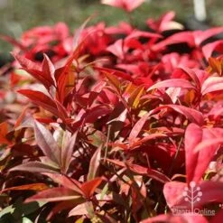 Nandina Obsession -Felco Shop nandina obsession foliage colour